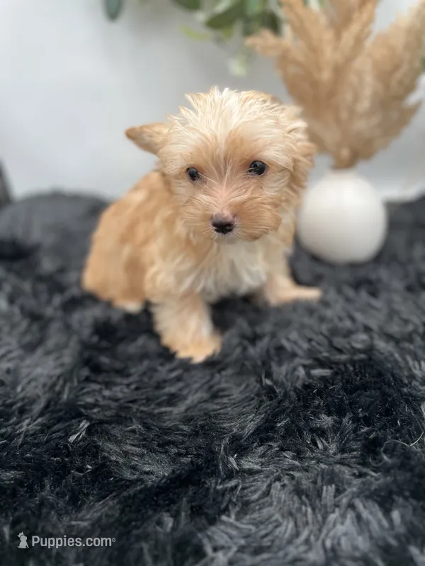 Little Jake the Golddust Yorkie – Yorkshire Terrier puppy for sale in Manchester, TN
