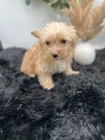 Little Jake the Golddust Yorkie, a male Yorkshire Terrier for sale in Hillsboro, TN – 1 of 9
