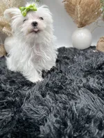 Little micro teacup Minnie, a female Maltese for sale in Hillsboro, TN – 6 of 8