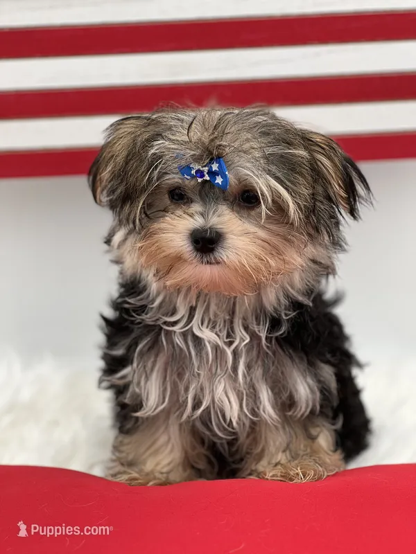 Mick – Morkie puppy for sale in Manchester, TN