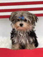 Mick, a male Morkie for sale in Manchester, TN – 1 of 10