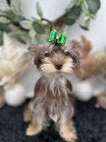 AKC Claire the Yorkie, a female Yorkshire Terrier for sale in Hillsboro, TN – 5 of 10