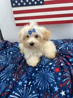 Charlie, a male Morkie for sale in Manchester, TN – 4 of 10