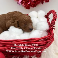 Bo, a male Poodle - Toy  for sale in Manchester, TN – Photo 8 of 9