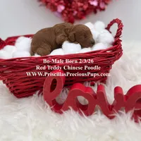 Bo, a male Poodle - Toy  for sale in Manchester, TN – Photo 5 of 9