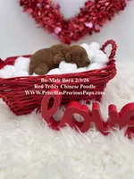 Bo, a male Poodle - Toy  for sale in Manchester, TN – Photo 1 of 5