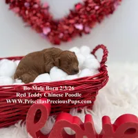 Bo, a male Poodle - Toy  for sale in Manchester, TN – Photo 6 of 9