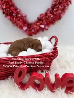 Bo, a male Poodle - Toy  for sale in Manchester, TN – Photo 2 of 5