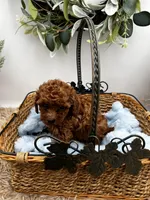 Bo, a male Poodle - Toy  for sale in Manchester, TN – Photo 3 of 9