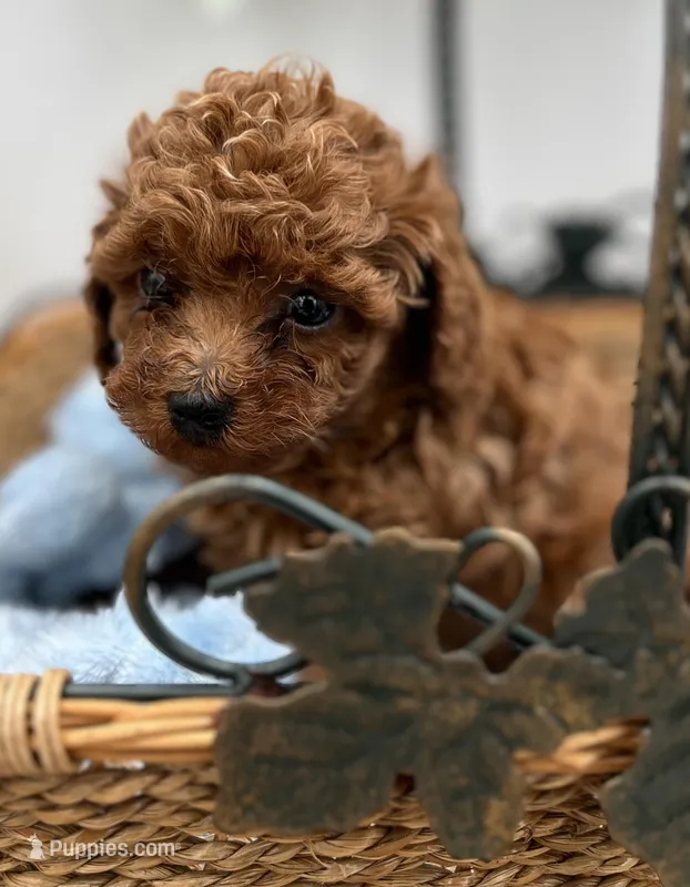 Bo – Poodle - Toy  puppy for sale in Manchester, TN