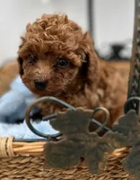 Bo, a male Poodle - Toy  for sale in Manchester, TN – Photo 1 of 9