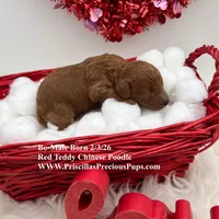 Bo, a male Poodle - Toy  for sale in Manchester, TN – Photo 9 of 9