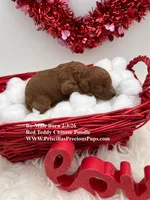 Bo, a male Poodle - Toy  for sale in Manchester, TN – Photo 5 of 5