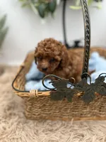 Bo, a male Poodle - Toy  for sale in Manchester, TN – Photo 2 of 9