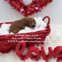 Bo, a male Poodle - Toy  for sale in Manchester, TN – Photo 7 of 9