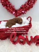 Bo, a male Poodle - Toy  for sale in Manchester, TN – Photo 3 of 5