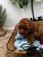 Bo, a male Poodle - Toy  for sale in Manchester, TN – Photo 4 of 9