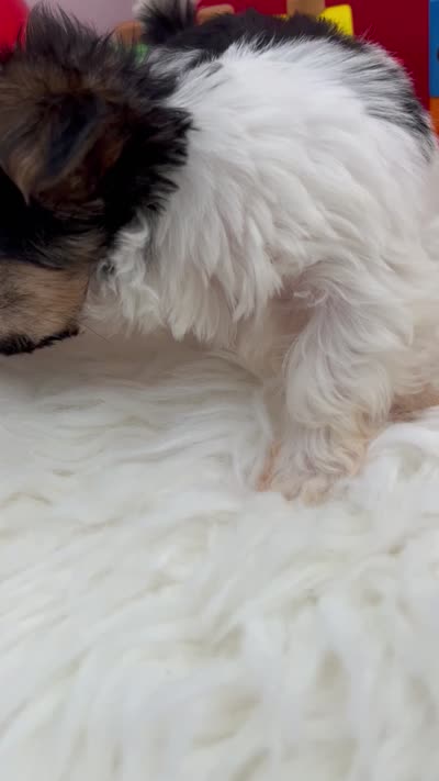 Little Daffey the Morkie, a female Morkie for sale in Manchester, TN – 8 of 8