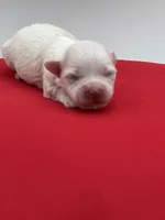 Pearl, a female Maltese for sale in Manchester, TN – 3 of 6