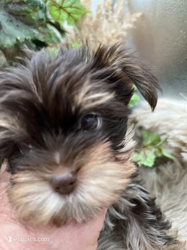 AKC Claire the Yorkie – Yorkshire Terrier puppy for sale in Manchester, TN