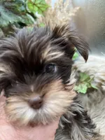 AKC Claire the Yorkie, a female Yorkshire Terrier for sale in Manchester, TN – 1 of 7