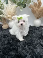 Little micro teacup Minnie, a female Maltese for sale in Hillsboro, TN – 2 of 8