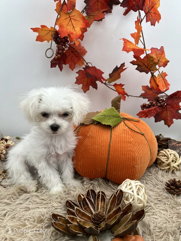 Tiny Milo the Korean teacup Maltese – Maltese puppy for sale in Hillsboro, TN