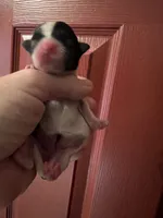Mabel the female Biewer, a female Biewer for sale in Hillsboro, TN – 2 of 4