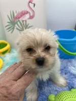 Lexi the tiny Golddust Yorkie, a female Yorkshire Terrier for sale in Manchester, TN – 5 of 8