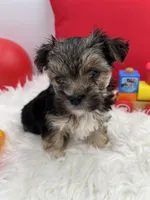 Little Aspen the Morkie, a male Morkie for sale in Manchester, TN – 6 of 7