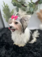 Little Ivy the Morkie, a female Morkie for sale in Hillsboro, TN – 2 of 10