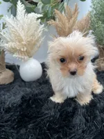 Ellie the Golddust Yorkie , a female Yorkshire Terrier for sale in Hillsboro, TN – 2 of 10