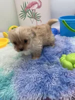 Ellie the Golddust Yorkie , a female Yorkshire Terrier for sale in Manchester, TN – 8 of 9