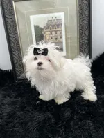 AKC Everett the Korean Maltese, a male Maltese for sale in Manchester, TN – 9 of 10