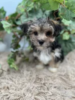 Little Aspen the Morkie, a male Morkie for sale in Manchester, TN – 2 of 9