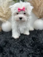 Pearl, a female Maltese for sale in Hillsboro, TN – 2 of 10
