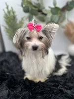 Little Ivy the Morkie, a female Morkie for sale in Hillsboro, TN – 4 of 10