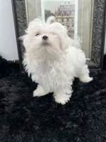AKC Everett the Korean Maltese, a male Maltese for sale in Manchester, TN – 2 of 10