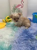 Ellie the Golddust Yorkie , a female Yorkshire Terrier for sale in Manchester, TN – 4 of 9