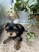AKC Coco the European Yorkie, a female Yorkshire Terrier for sale in Manchester, TN – 7 of 8