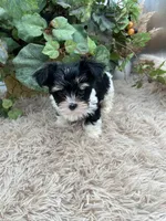 AKC Norah the parti Yorkie, a female Yorkshire Terrier for sale in Manchester, TN – 7 of 8