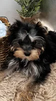 Bentley, a male Yorkshire Terrier for sale in Manchester, TN – Photo 3 of 8