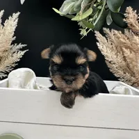 Bentley, a male Yorkshire Terrier for sale in Manchester, TN – Photo 7 of 8