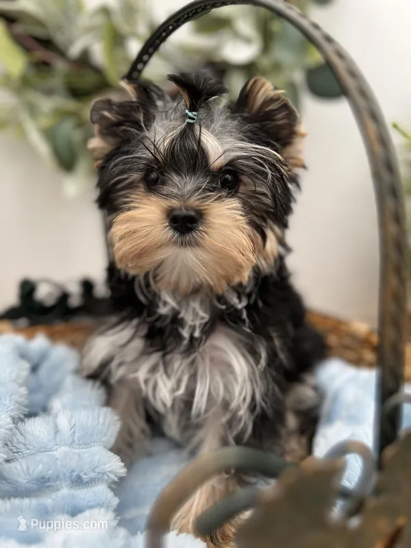 Bentley – Yorkshire Terrier puppy for sale in Manchester, TN