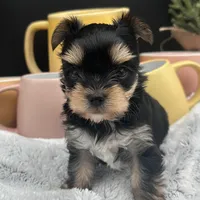 Bentley, a male Yorkshire Terrier for sale in Manchester, TN – Photo 5 of 8