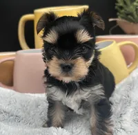 Bentley, a male Yorkshire Terrier for sale in Manchester, TN – Photo 1 of 4