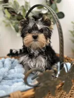 Bentley, a male Yorkshire Terrier for sale in Manchester, TN – Photo 4 of 8