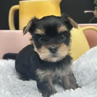 Bentley, a male Yorkshire Terrier for sale in Manchester, TN – Photo 6 of 8