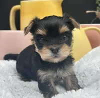 Bentley, a male Yorkshire Terrier for sale in Manchester, TN – Photo 2 of 4