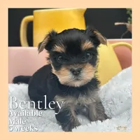 Bentley, a male Yorkshire Terrier for sale in Manchester, TN – Photo 8 of 8